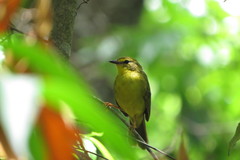 Myiothlypis flaveola