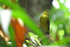 Myiothlypis flaveola