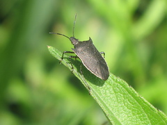 Padaeus trivittatus