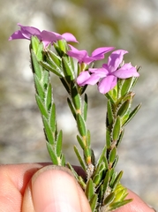 Acmadenia trigona