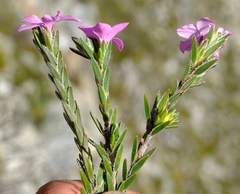 Acmadenia trigona