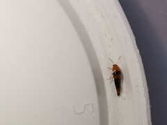 Tachyporus formosus