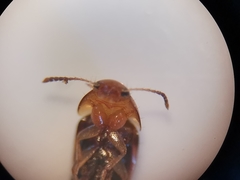 Tachyporus formosus