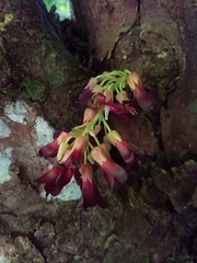 Averrhoa bilimbi