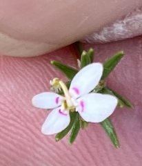 Stylidium repens