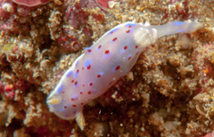 Goniobranchus thompsoni