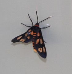 Amata trigonophora