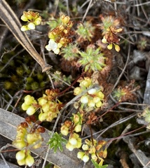 Drosera micrantha