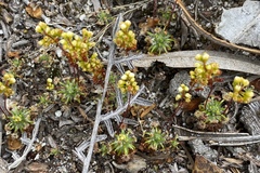 Drosera micrantha