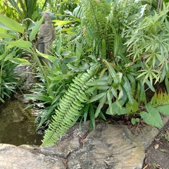 Aristolochia acuminata