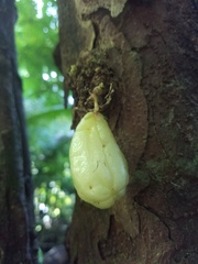 Averrhoa bilimbi