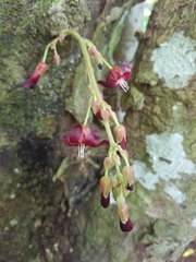 Averrhoa bilimbi