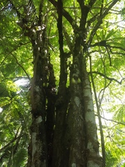 Averrhoa bilimbi