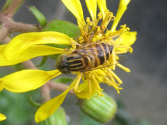 Eristalinus arvorum