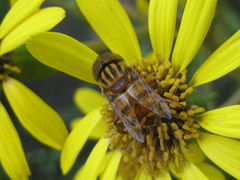 Eristalinus arvorum