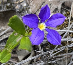 Scaevola calliptera