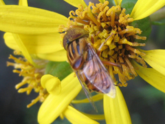 Eristalinus arvorum
