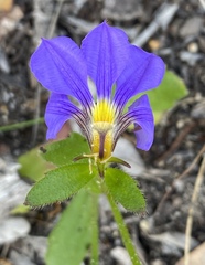 Scaevola calliptera