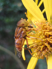Eristalinus arvorum