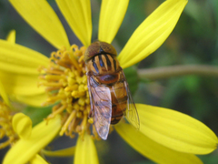 Eristalinus arvorum
