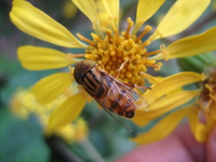 Eristalinus arvorum
