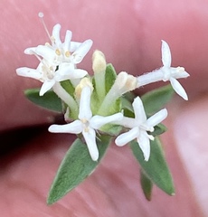 Pimelea angustifolia