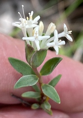 Pimelea angustifolia