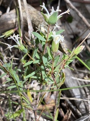 Pimelea angustifolia