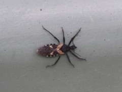 Catasphactes coprias