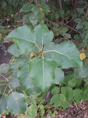 Populus nigra