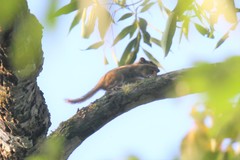 Tamiops maritimus hainanus