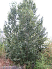 Populus nigra