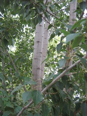 Populus nigra