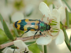 Castiarina flavopicta