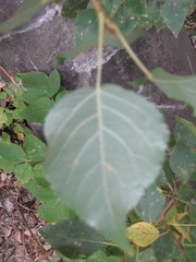 Populus nigra