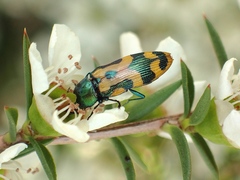 Castiarina flavopicta
