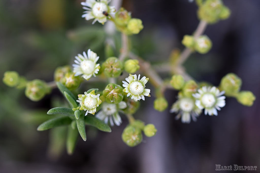 Mestoklema elatum