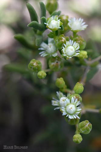 Mestoklema elatum N.E.Br. ex Glen