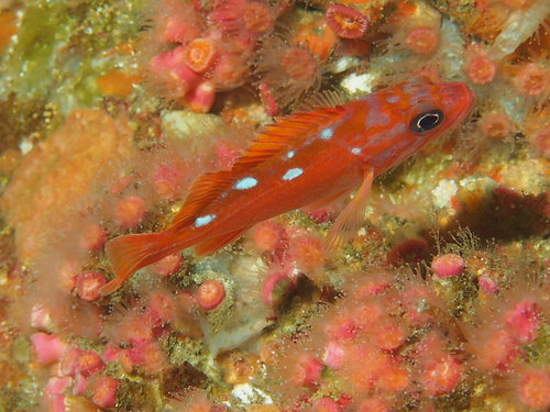 Rockfish (Sebastes rosaceus) — Sebastidae — 5