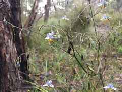 Dianella callicarpa