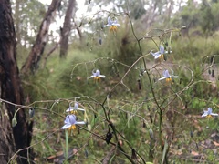 Dianella callicarpa