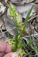 Tricoryne humilis
