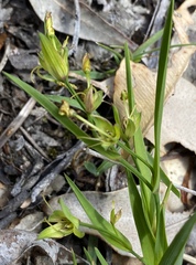 Tricoryne humilis
