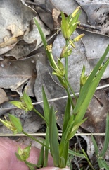 Tricoryne humilis