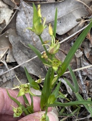 Tricoryne humilis