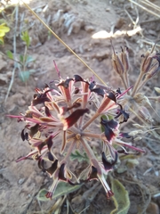 Pelargonium auritum auritum