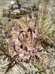Pelargonium auritum auritum