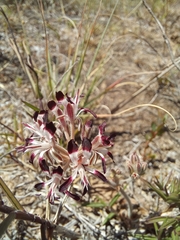 Pelargonium auritum auritum