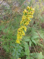 Solidago decurrens
