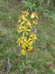 Solidago decurrens